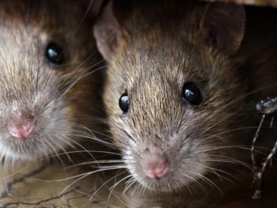 Plantele care pot ține șobolanii departe de curtea noastră. Orice român ar trebui să le aibă