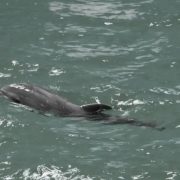 A murit primul pui de delfin născut în captivitate în România. Ce spun reprezentanții Delfinariului despre decesul lui Baby