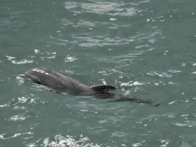 A murit primul pui de delfin născut în captivitate în România. Ce spun reprezentanții Delfinariului despre decesul lui Baby