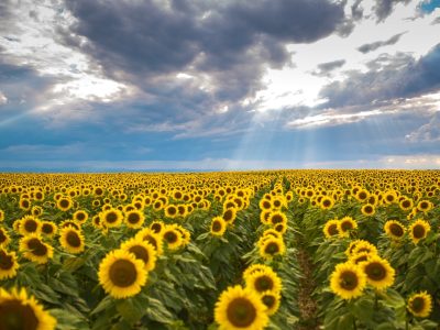 Cum folosim corect „gratis” și „gratuit”