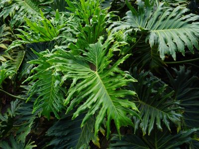 Este considerată planta iubirii și este o binecuvântare să o ai în casă. Se îngrijește foarte ușor și este foarte aspectuoasă