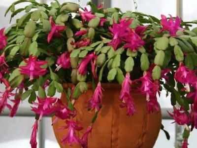 Ce flori poți ține iarna în balcon și în grădină. Sunt rezistente la temperaturi sub pragul de îngheț