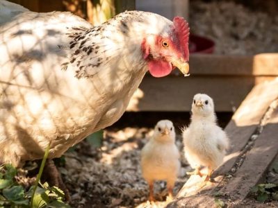 Câte găini ai voie să crești la curte? Poți risca sancțiuni mari dacă depășești numărul