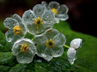 Cum arată „floarea-schelet”, unică în lume, care devine transparentă când este udată. Petalele arată ca și cum ar fi de sticlă