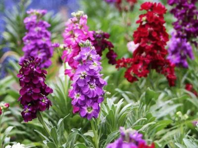 Cea mai frumoasă floare care se plantează iarna, are un parfum deosebit și oferă o pată de culoare oricărei locuințe