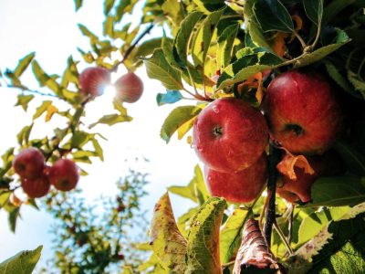 Ce să pui la rădăcina pomilor în martie pentru o creștere sănătoasă. Trucul adevăraților grădinari