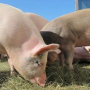 Decizie de ultimă oră. Românii care cresc porci în curte vor fi amendați. Se schimbă legea