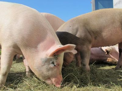 Decizie de ultimă oră. Românii care cresc porci în curte vor fi amendați. Se schimbă legea
