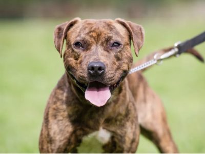 Amenzi de până la 1.500 de lei pentru românii care au câini şi nu au aceste acte