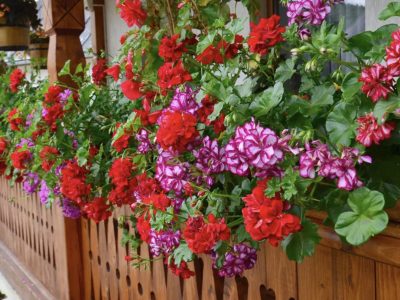 Cum poți păstra mușcatele sănătoase. Ingredientul pe care este bine să îl pun în pământul din ghivece sau în solul din grădină