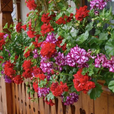 Cum poți păstra mușcatele sănătoase. Ingredientul pe care este bine să îl pun în pământul din ghivece sau în solul din grădină