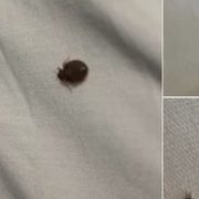 Aseară am găsit asta în patul nostru și eu și soția mea suntem în stare de șoc