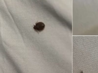 Aseară am găsit asta în patul nostru și eu și soția mea suntem în stare de șoc