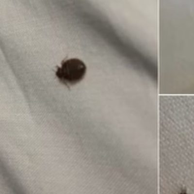 Aseară am găsit asta în patul nostru și eu și soția mea suntem în stare de șoc