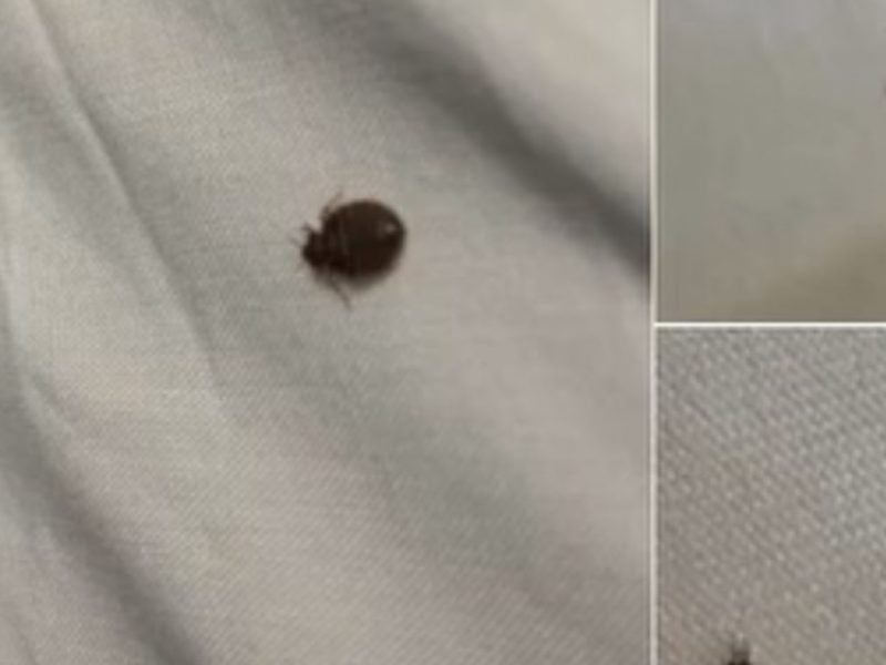 Aseară am găsit asta în patul nostru și eu și soția mea suntem în stare de șoc