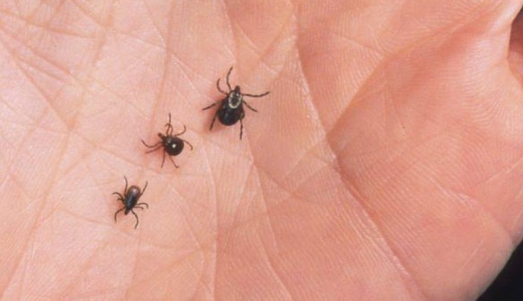 Căpușele nu sunt doar o neplăcere, ci pot reprezenta o amenințare serioasă. Ele sunt purtătoare de agenți patogeni care pot provoca afecțiuni severe, cum ar fi:
boala Lyme (Borrelia burgdorferi)
febra butonoasă mediteraneană
encefalita de căpușe
babesioza
Unele dintre aceste boli pot avea consecințe grave dacă nu sunt tratate din timp.
O căpușă poate ajunge în locuință prin mai multe căi. Cel mai frecvent, vin „la pachet” cu animalele de companie, mai ales câini sau pisici, care se joacă în zone cu iarbă sau arbuști. De asemenea, căpușele se pot prinde de haine, mai ales dacă persoana a fost într-o zonă cu vegetație deasă sau pădure. Alte surse pot fi rozătoarele, păsările sau alte insecte care pătrund accidental în casă.
Dacă observi o căpușă în locuință, primul pas este să nu intri în panică. De cele mai multe ori, căpușa nu s-a atașat încă de nimeni. Este important să fie capturată fără a fi zdrobită. Se recomandă utilizarea unei pensete cu vârf subțire sau a unei hârtii rigide. Este esențial să nu fie strivită cu mâinile goale.
După capturare, căpușa trebuie distrusă în siguranță. Varianta eficientă este introducerea într-un recipient cu alcool sanitar sau clor. Nu este recomandat să fie aruncată la toaletă, deoarece unele exemplare pot supraviețui chiar și acestui gest.
În cazul în care este găsită o căpușă deja atașată de piele, trebuie scoasă imediat cu o pensetă și se recomandă prezentarea la medic. Zonele preferate de căpușe pentru atașare sunt cele cu piele subțire sau unde circulația sângelui este intensă:
în spatele urechilor
scalp
axile
zona inghinală
genunchi
Pentru a evita apariția căpușelor în casă, una dintre cele mai importante măsuri este protejarea animalelor de companie. Acestea trebuie tratate regulat cu soluții antiparazitare recomandate de medicul veterinar: pipete, zgărzi speciale sau comprimate. Prevenția externă este esențială, mai ales în sezonul cald, când căpușele sunt mai active.
După plimbări prin natură, hainele trebuie verificate cu atenție, mai ales dacă ai trecut prin iarbă înaltă sau pădure. Este recomandat să porți haine deschise la culoare, deoarece căpușele sunt mai vizibile pe ele. Acasă, întreținerea spațiilor verzi din curte poate reduce riscul de infestare: tunderea regulată a ierbii și îndepărtarea vegetației dese sunt esențiale.
De asemenea, există spray-uri speciale împotriva căpușelor, atât pentru piele, cât și pentru haine. Curățenia casei trebuie făcută mai des, în special în zonele cu covoare sau unde animalele petrec mult timp. Aspirarea regulată și igienizarea sunt metode eficiente de prevenție.
Pentru a reduce riscul de infestare accidentală, trebuie verificate toate potențialele căi de intrare în locuință ale rozătoarelor sau păsărilor. Chiar și un șoarece sau o pasăre care intră pe geam poate aduce o căpușă în casă. Sigilarea găurilor și acoperirea grilajelor de ventilație sunt soluții utile.
Vizita la medic nu trebuie amânată în cazul unei mușcături de căpușă însoțite de simptome precum:
febră
dureri musculare sau articulare
oboseală accentuată
erupție cutanată circulară (semn specific bolii Lyme)
Pot apărea și simptome mai atipice, motiv pentru care este importantă evaluarea de specialitate.
„Nu amâna vizita la medic! Unele boli transmise de căpușe necesită tratament imediat”
Deși aparent nesemnificative, căpușele pot avea un impact major asupra sănătății omului și animalelor. Din acest motiv, identificarea rapidă, eliminarea corectă și măsurile de prevenție trebuie luate în serios, mai ales în lunile calde când riscul este mai mare.