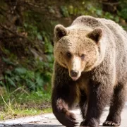 Incredibil unde l-a prins ursul pe un bărbat. Mărturie cutremurătoare