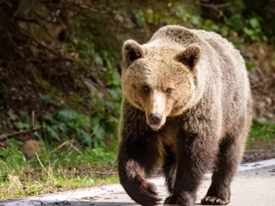 Incredibil unde l-a prins ursul pe un bărbat. Mărturie cutremurătoare