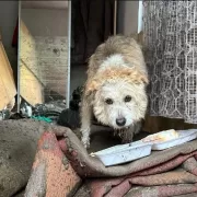Povestea câinelui Lăbuș din Broșteni te emoționează până la lacrimi. Cum şi-a așteptat familia printre ruine zile în șir