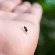 Record de cazuri de boli transmise de ţânţari. Zonele cele mai afectate