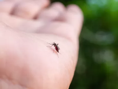 Record de cazuri de boli transmise de ţânţari. Zonele cele mai afectate