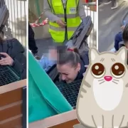 Miracol după 12 zile! Cum a fost salvată o pisicuță din ruinele exploziei din Rahova. Au curs râuri de lacrimi