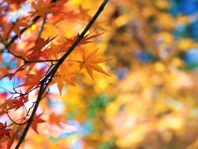 ANM a actualizat prognoza meteo. Cum va fi vremea până la jumătatea lunii noiembrie