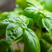 Ce zile au mai rămas din 2025 pentru a pune busuioc sub pernă. Ce fel de soi se folosește pentru a-ți visa ursitul