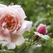 Ce lucrări trebuie să faci în grădină în februarie pentru a avea trandafiri sănătoși și înfloriți la vară