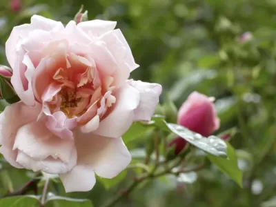 Ce lucrări trebuie să faci în grădină în februarie pentru a avea trandafiri sănătoși și înfloriți la vară