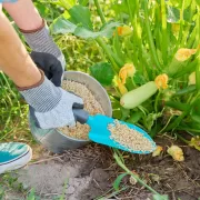 Dacă vrei o grădină bogată și legume sănătoase, momentul plantării este esențial. Mulți grădinari greșesc exact aici, iar rezultatele se văd rapid: răsaduri slabe, producție mică sau legume compromise. Pentru a evita aceste probleme, este important să respecți calendarul corect de plantare, adaptat climei din România. Iată când se plantează legumele în grădină și de ce nu trebuie să ignori aceste date. De ce este important calendarul de plantare Fiecare legumă are nevoie de o anumită temperatură a solului și a aerului pentru a se dezvolta corect. Dacă plantezi prea devreme, înghețul și frigul pot distruge răsadurile. Dacă plantezi prea târziu, plantele nu mai au timp suficient să se maturizeze. Calendarul de plantare te ajută să obții o recoltă bogată și sănătoasă, fără pierderi inutile. Legume care se plantează foarte devreme Unele legume rezistă bine la temperaturi scăzute și pot fi plantate încă de la finalul iernii sau începutul primăverii, atunci când solul nu mai este înghețat: – ceapa și usturoiul de primăvară – spanacul – salata verde – ridichile – mazărea Aceste culturi pot fi semănate direct în grădină, de regulă în februarie – martie, în funcție de zonă și de condițiile meteo. Legume care se plantează primăvara Odată cu încălzirea vremii, în lunile martie și aprilie, se pot planta majoritatea legumelor de bază: – morcovii – pătrunjelul – păstârnacul – sfecla – cartofii timpurii Este important ca solul să fie bine afânat și să nu fie prea umed, pentru a evita putrezirea semințelor sau a tuberculilor. Legume sensibile la frig, plantate după ultimul îngheț Legumele iubitoare de căldură trebuie plantate doar după ce a trecut complet riscul de îngheț, de obicei în aprilie – mai: – roșiile – ardeii – vinetele – castraveții – dovleceii – fasolea Acestea se plantează fie din răsaduri, fie din semințe, doar atunci când temperatura solului depășește constant 10–12 grade. Ce greșeli trebuie evitate Una dintre cele mai frecvente greșeli este plantarea după calendarul din alți ani, fără a ține cont de vremea actuală. De asemenea, mulți grădinari ignoră temperatura solului și se bazează doar pe data din calendar. O altă greșeală este plantarea tuturor legumelor deodată, deși fiecare specie are cerințe diferite. Sfat important pentru o recoltă bogată Urmărește prognoza meteo pe termen mediu, verifică temperatura solului și respectă calendarul de plantare. O zi sau două de așteptare pot face diferența dintre o grădină plină de legume sănătoase și una compromisă. NU IGNORA calendarul corect de plantare. Alegerea momentului potrivit este secretul unei grădini productive, iar respectarea acestuia îți va aduce legume gustoase și o recoltă de care să fii mândru.