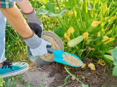 Dacă vrei o grădină bogată și legume sănătoase, momentul plantării este esențial. Mulți grădinari greșesc exact aici, iar rezultatele se văd rapid: răsaduri slabe, producție mică sau legume compromise. Pentru a evita aceste probleme, este important să respecți calendarul corect de plantare, adaptat climei din România. Iată când se plantează legumele în grădină și de ce nu trebuie să ignori aceste date. De ce este important calendarul de plantare Fiecare legumă are nevoie de o anumită temperatură a solului și a aerului pentru a se dezvolta corect. Dacă plantezi prea devreme, înghețul și frigul pot distruge răsadurile. Dacă plantezi prea târziu, plantele nu mai au timp suficient să se maturizeze. Calendarul de plantare te ajută să obții o recoltă bogată și sănătoasă, fără pierderi inutile. Legume care se plantează foarte devreme Unele legume rezistă bine la temperaturi scăzute și pot fi plantate încă de la finalul iernii sau începutul primăverii, atunci când solul nu mai este înghețat: – ceapa și usturoiul de primăvară – spanacul – salata verde – ridichile – mazărea Aceste culturi pot fi semănate direct în grădină, de regulă în februarie – martie, în funcție de zonă și de condițiile meteo. Legume care se plantează primăvara Odată cu încălzirea vremii, în lunile martie și aprilie, se pot planta majoritatea legumelor de bază: – morcovii – pătrunjelul – păstârnacul – sfecla – cartofii timpurii Este important ca solul să fie bine afânat și să nu fie prea umed, pentru a evita putrezirea semințelor sau a tuberculilor. Legume sensibile la frig, plantate după ultimul îngheț Legumele iubitoare de căldură trebuie plantate doar după ce a trecut complet riscul de îngheț, de obicei în aprilie – mai: – roșiile – ardeii – vinetele – castraveții – dovleceii – fasolea Acestea se plantează fie din răsaduri, fie din semințe, doar atunci când temperatura solului depășește constant 10–12 grade. Ce greșeli trebuie evitate Una dintre cele mai frecvente greșeli este plantarea după calendarul din alți ani, fără a ține cont de vremea actuală. De asemenea, mulți grădinari ignoră temperatura solului și se bazează doar pe data din calendar. O altă greșeală este plantarea tuturor legumelor deodată, deși fiecare specie are cerințe diferite. Sfat important pentru o recoltă bogată Urmărește prognoza meteo pe termen mediu, verifică temperatura solului și respectă calendarul de plantare. O zi sau două de așteptare pot face diferența dintre o grădină plină de legume sănătoase și una compromisă. NU IGNORA calendarul corect de plantare. Alegerea momentului potrivit este secretul unei grădini productive, iar respectarea acestuia îți va aduce legume gustoase și o recoltă de care să fii mândru.