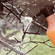 Temperatura corectă pentru stropirea pomilor, viței-de-vie și trandafirilor. De ce trebuie să notezi data tratamentului