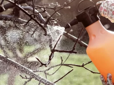 Temperatura corectă pentru stropirea pomilor, viței-de-vie și trandafirilor. De ce trebuie să notezi data tratamentului