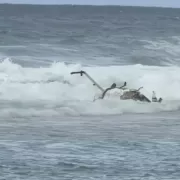 Elicopter prăbușit. Nu sunt supraviețuitori