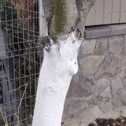 Greșeala majoră pe care o faci când văruiești pomii fructiferi. Le afectează rodul