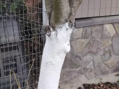 Greșeala majoră pe care o faci când văruiești pomii fructiferi. Le afectează rodul